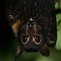 Spectacled Flying-fox Spectacled Flying-fox